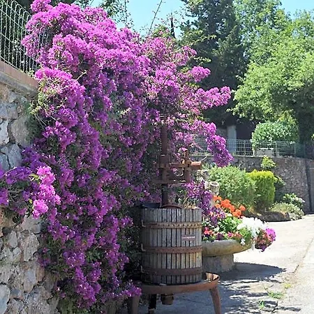 Il Grappolo Anacapri (Isola di Capri)