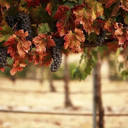 Il格拉珀露住宿加早餐酒店 住宿加早餐酒店