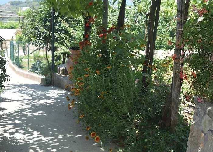 Il Grappolo Anacapri (Isola di Capri)