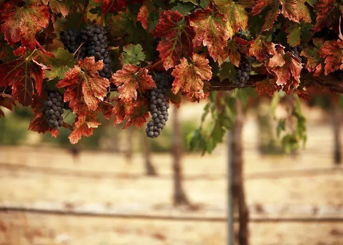 Il Grappolo Bed & Breakfast